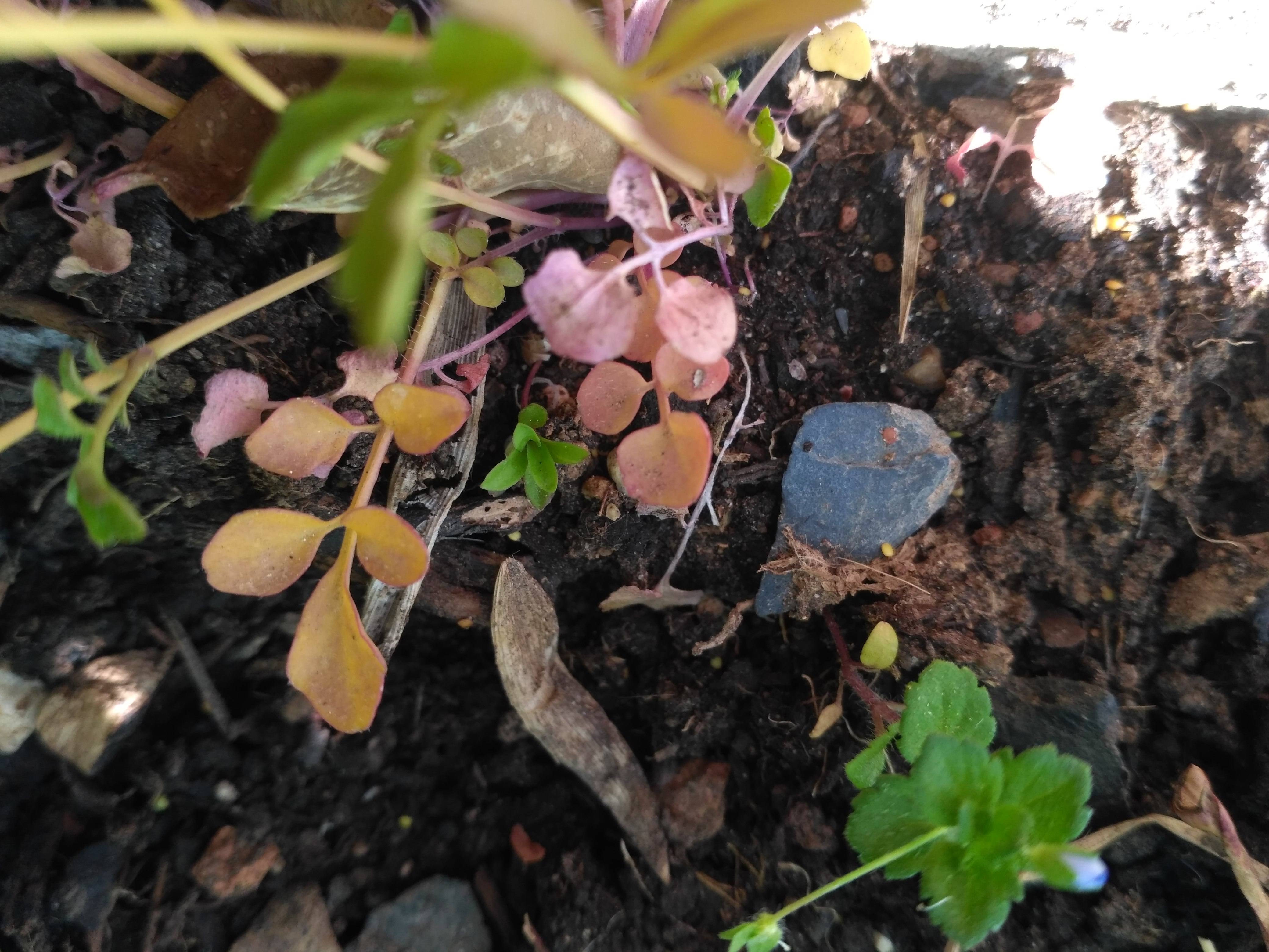 Annexe IMG_20200418_093644.jpg