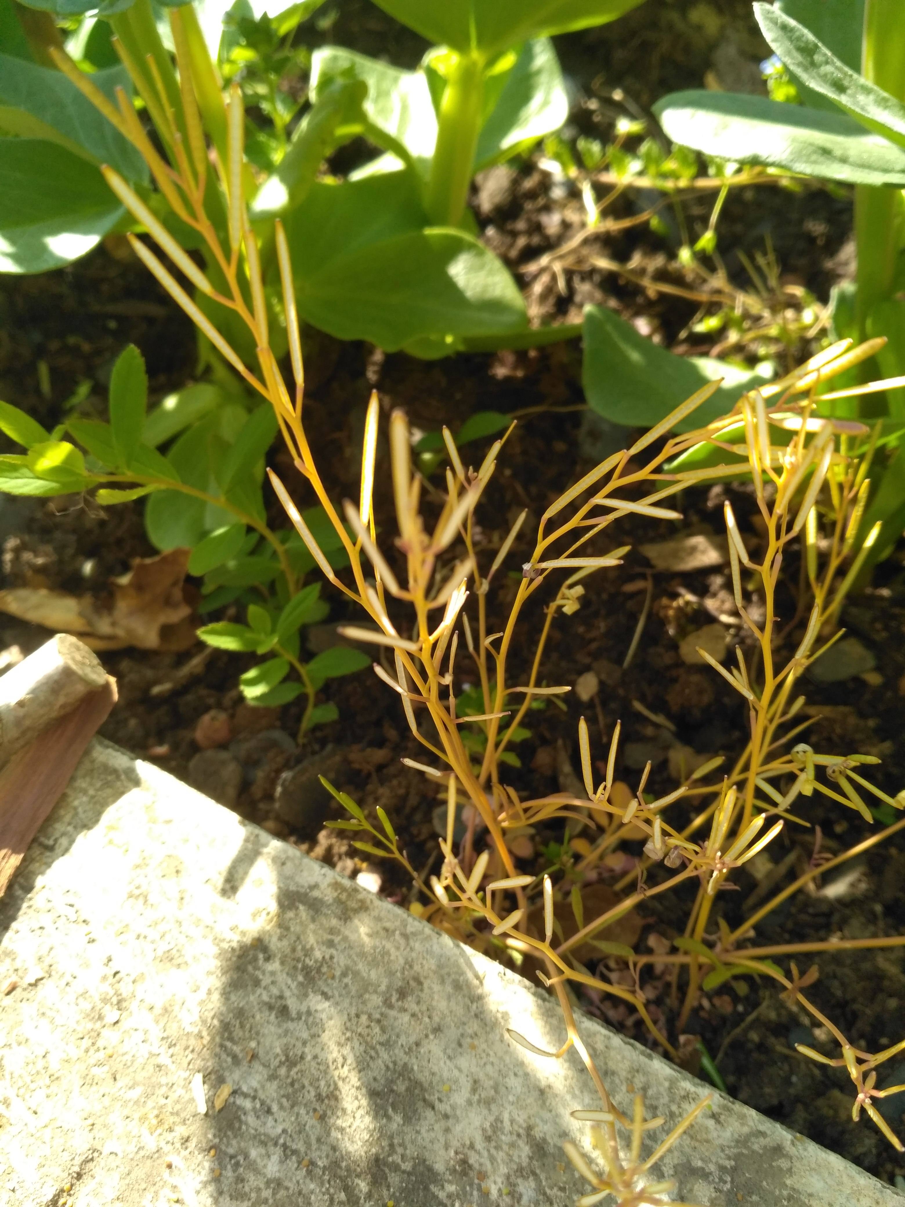 Annexe IMG_20200418_093736.jpg