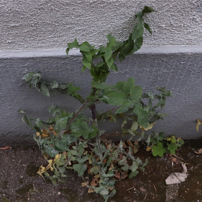 Annexe mooc contexte.jpg