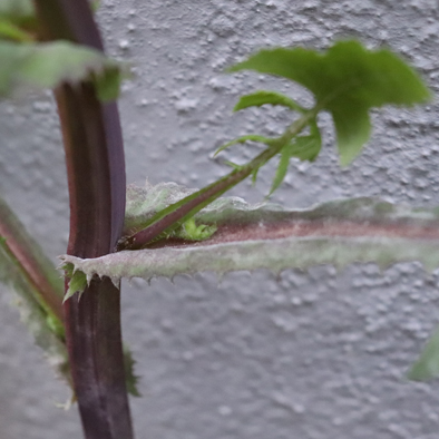 Annexe mooc embranchement.jpg