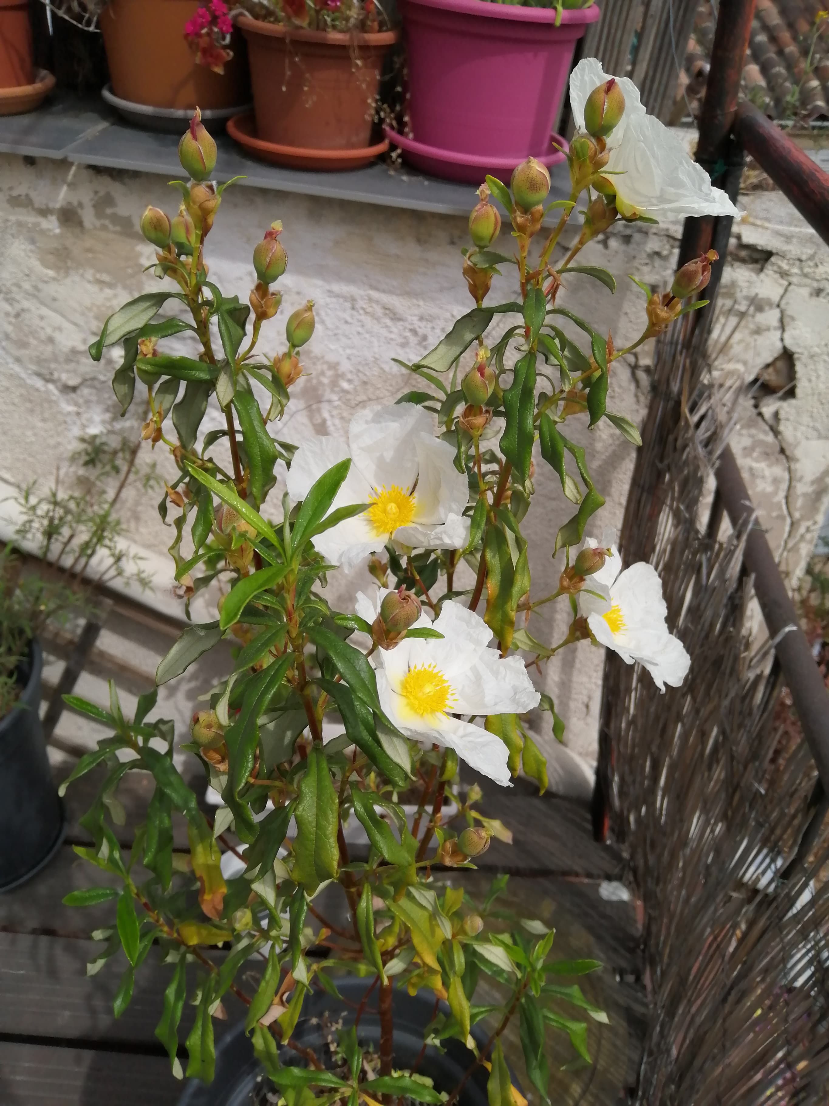 Annexe 93709769_676539269829050_5556754363155742720_n.jpg