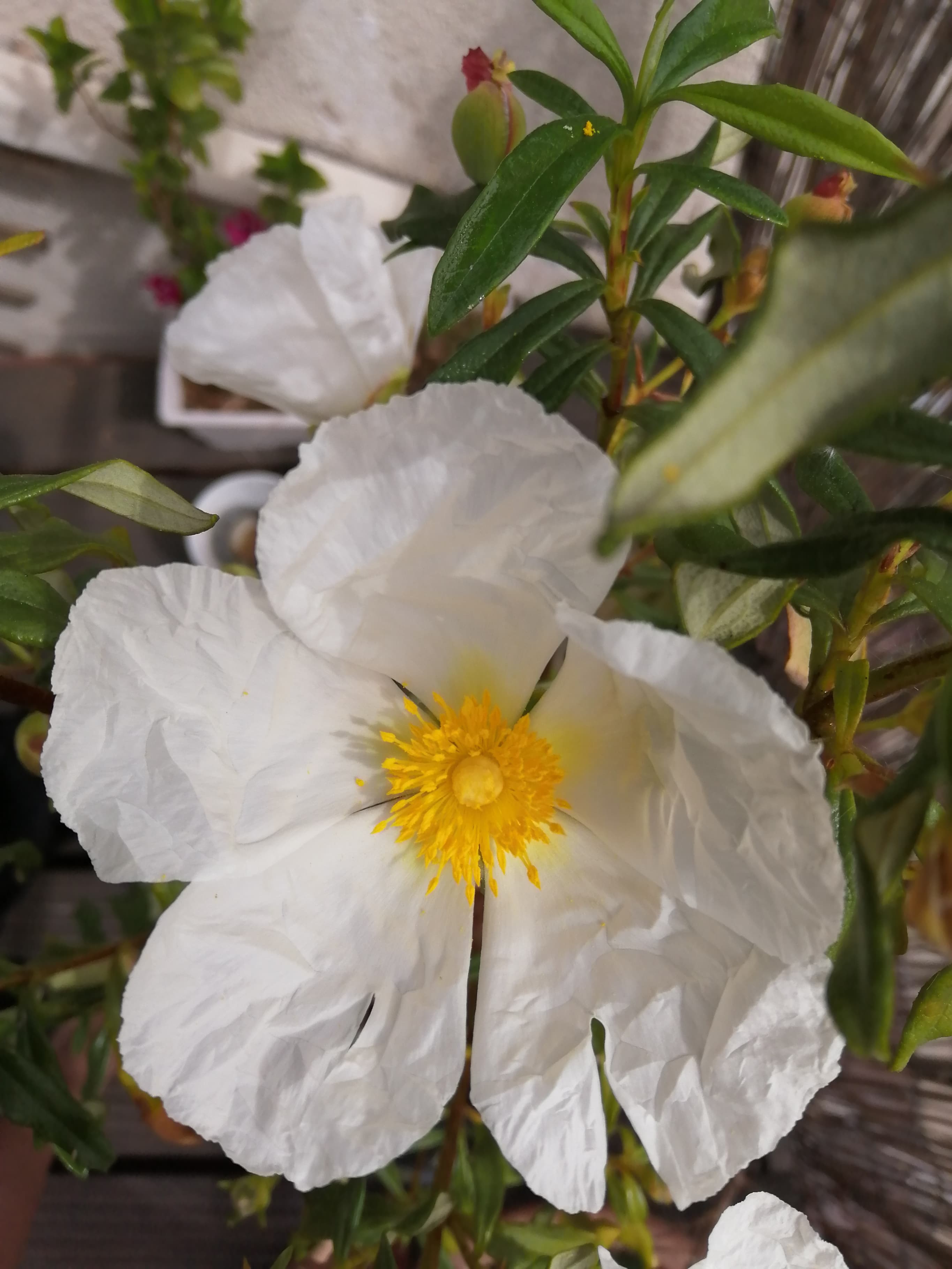 Annexe 93910873_1120892978291087_2578940849781997568_n.jpg