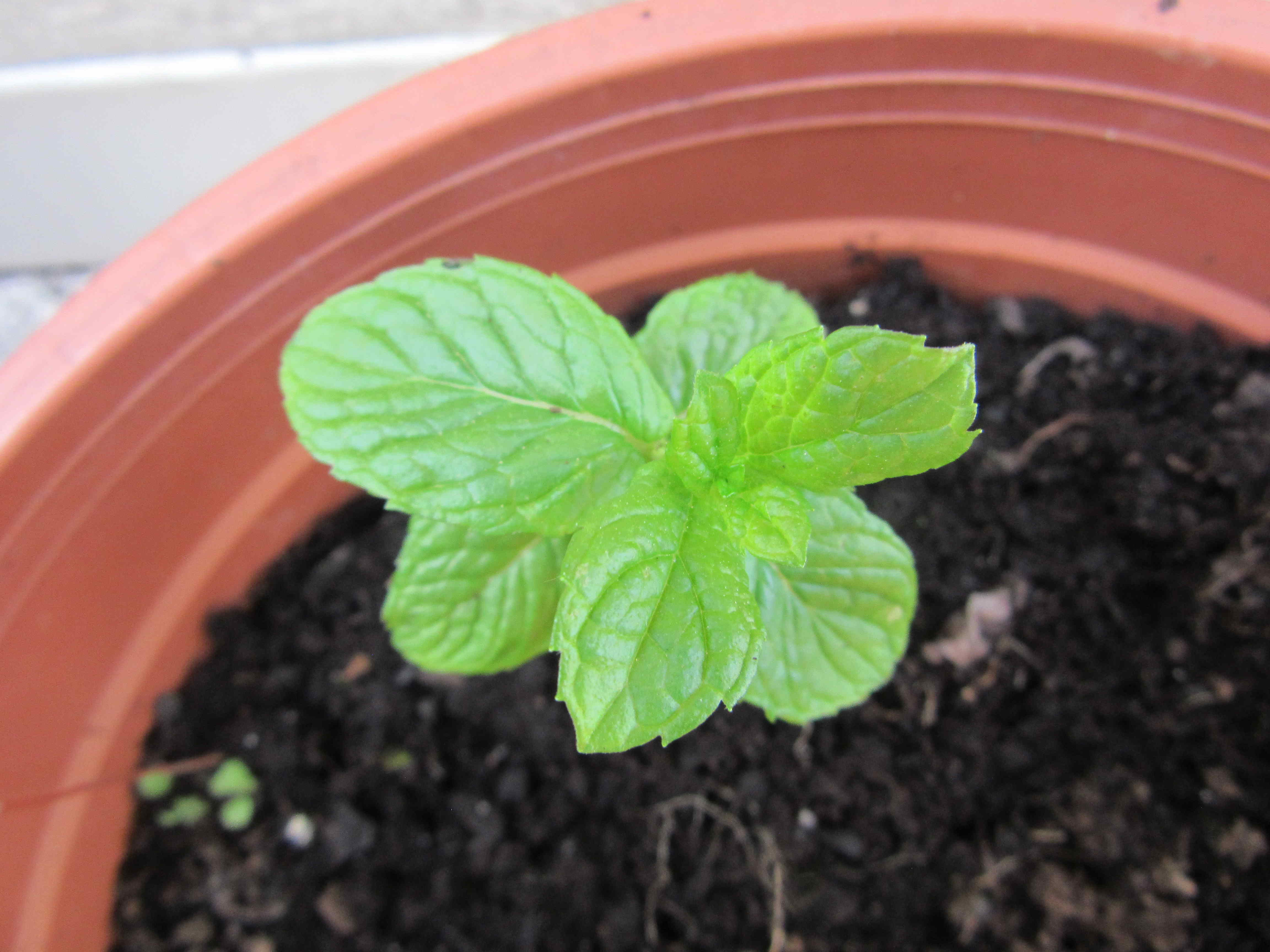 Annexe Menthe-vue-dessus-ConvertImage.jpg