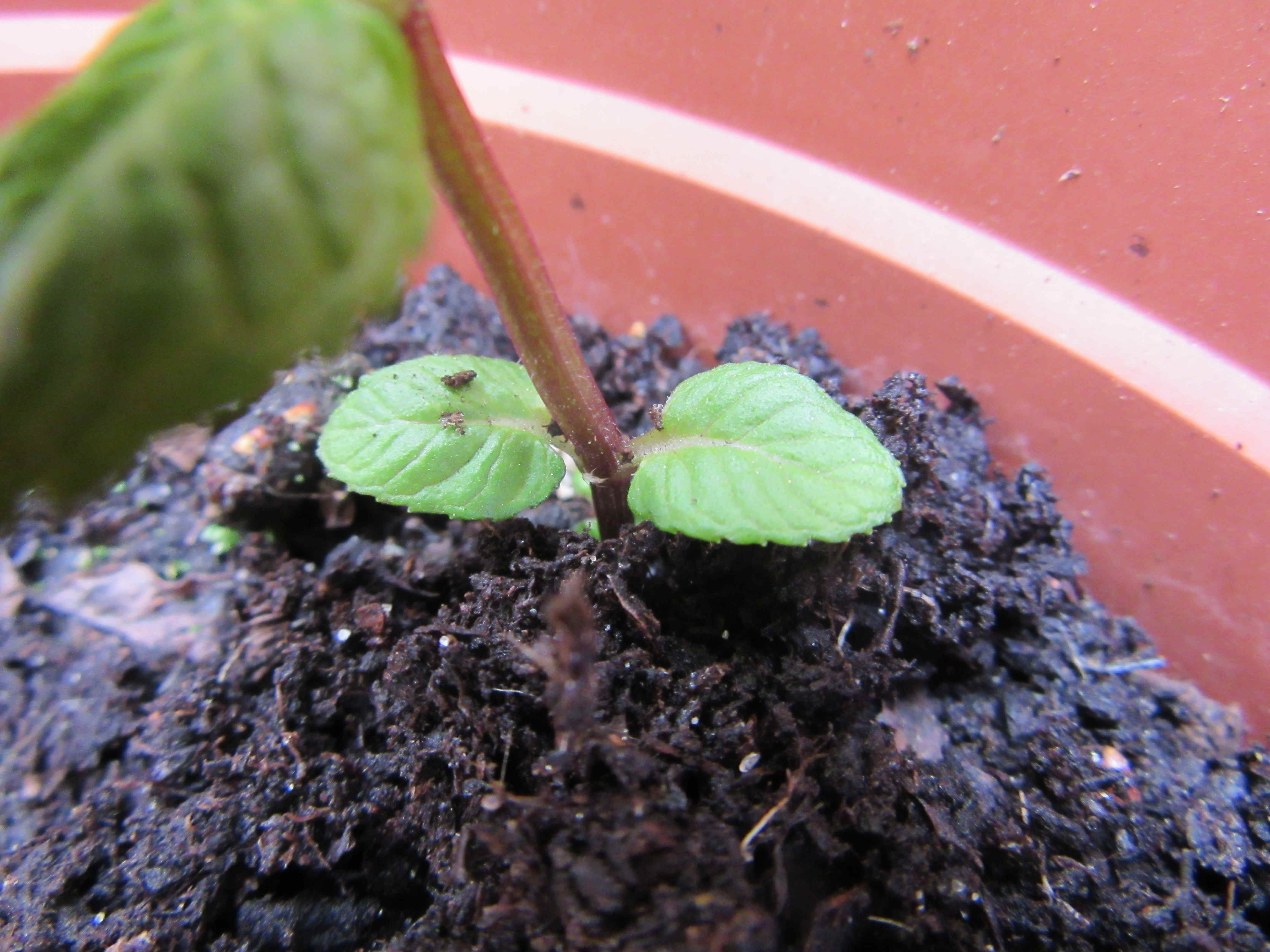 Annexe Menthe-vue-feuilles-ConvertImage(3).jpg