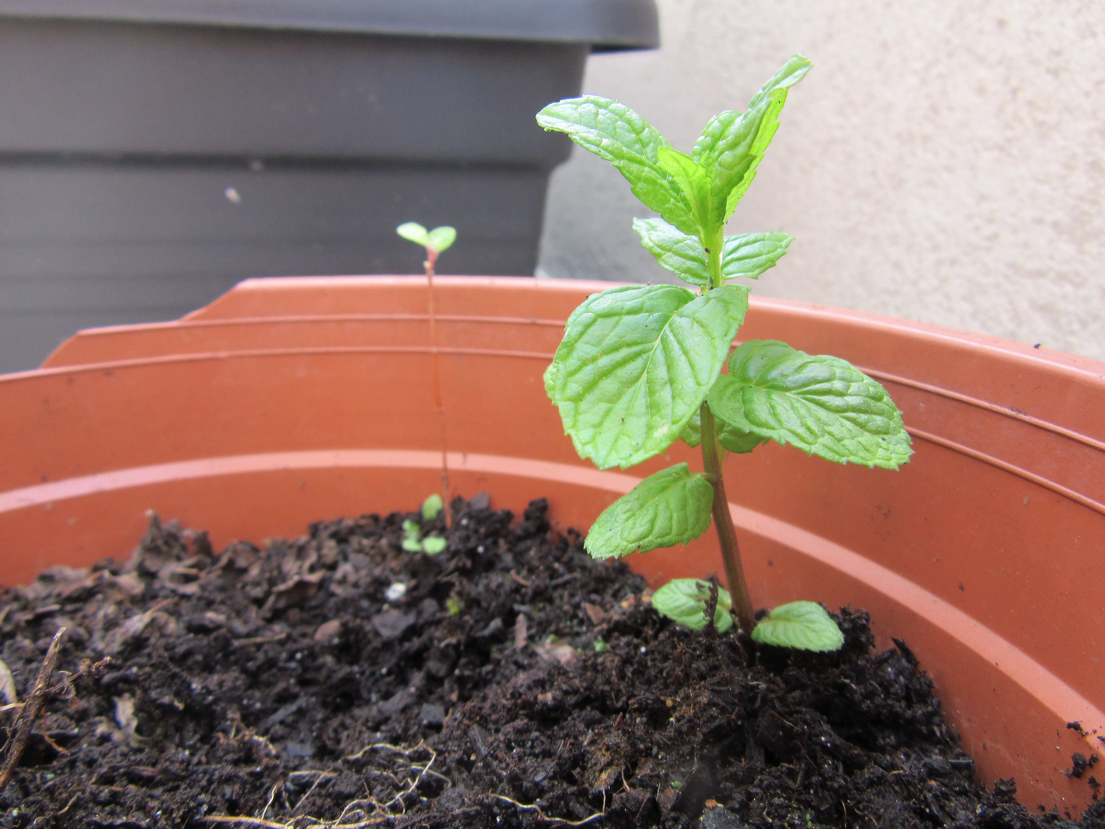 Annexe Menthe-vue-globale-ConvertImage.jpg