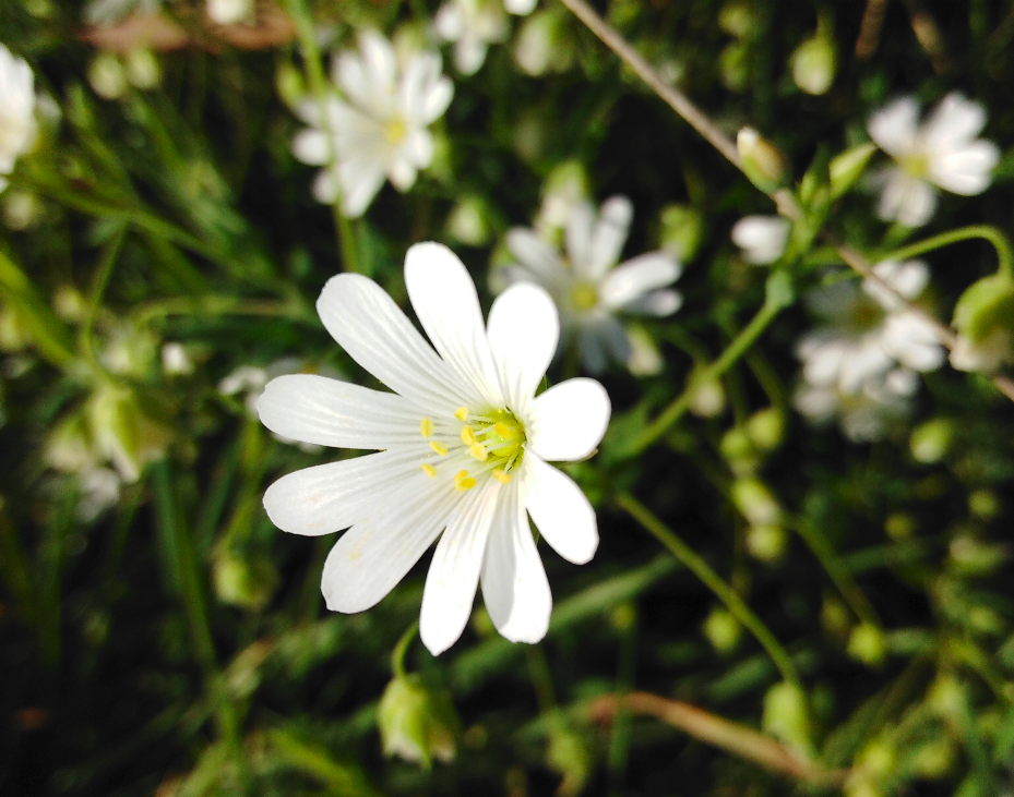 Annexe Capture du 2020-04-18 13-42-40.png