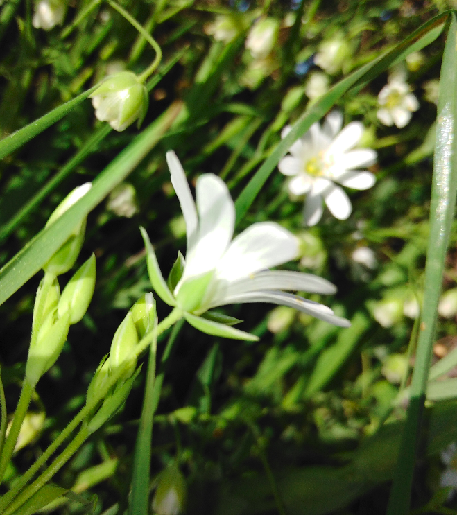 Annexe Capture du 2020-04-18 13-44-06.png