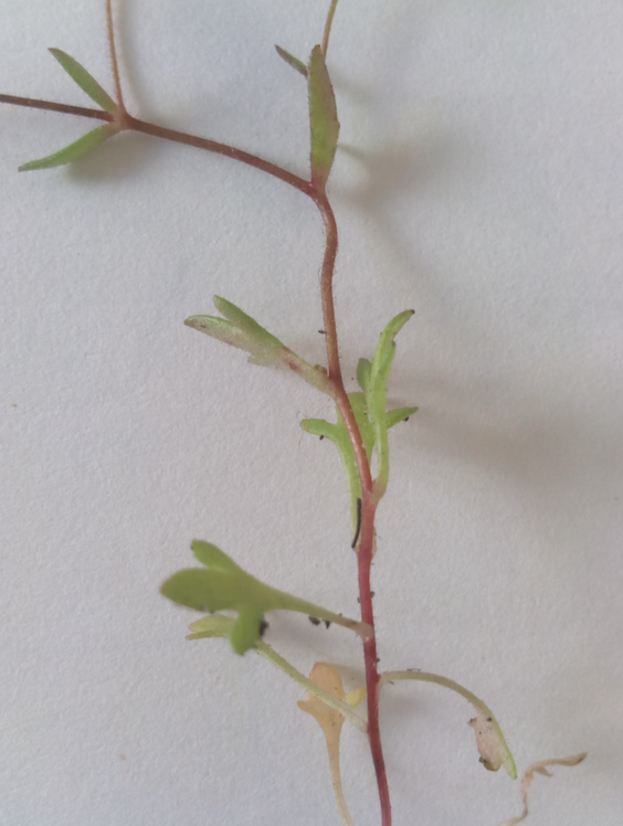 Annexe 2-Saxifraga tridactylites.png