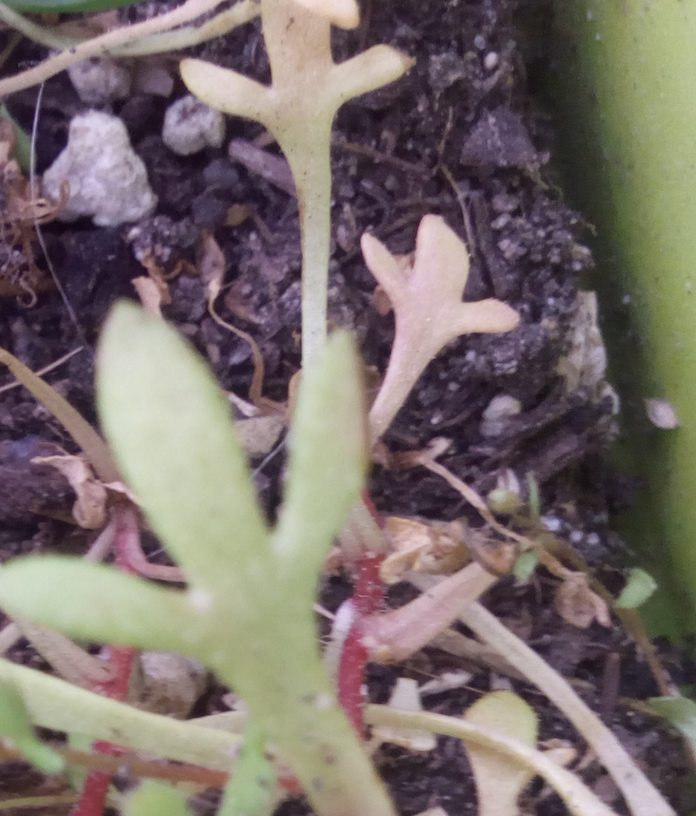 Annexe 3-Saxifraga tridactylites.png