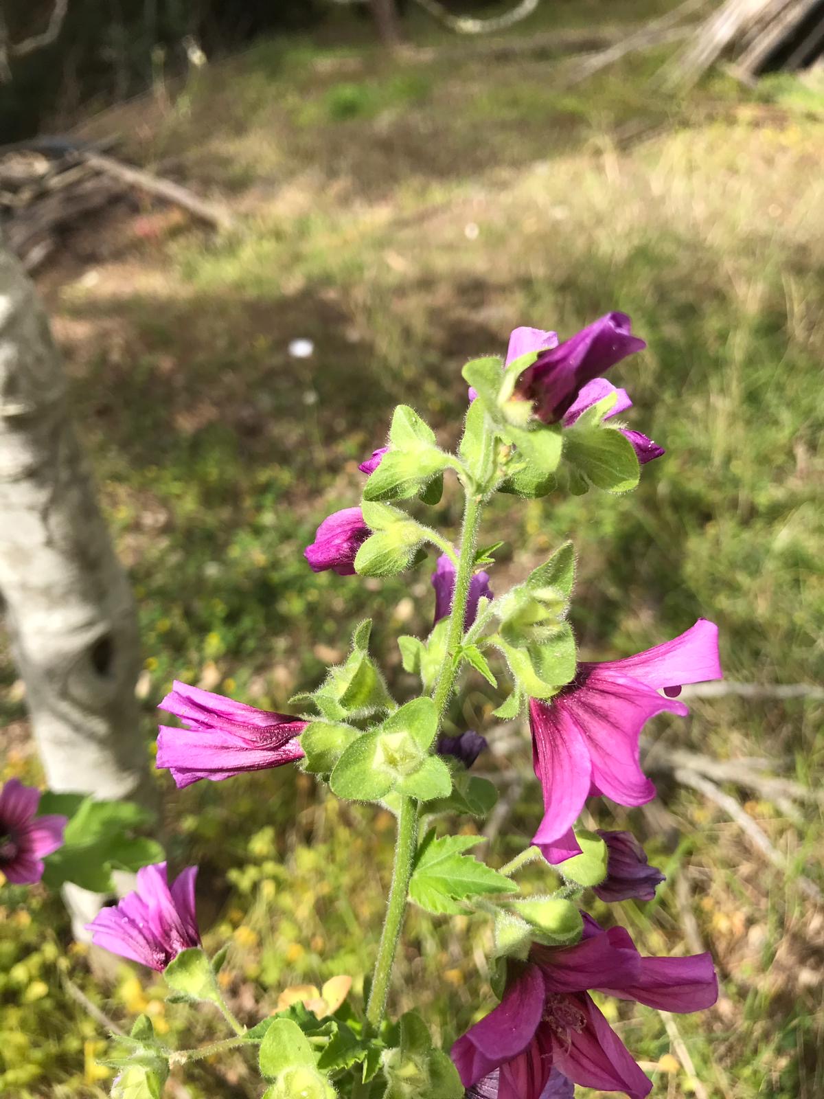 Annexe Flores, hojas y frutos en el tallo.JPG