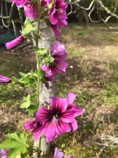 Annexe Malva 2 flores en el tallo.JPG