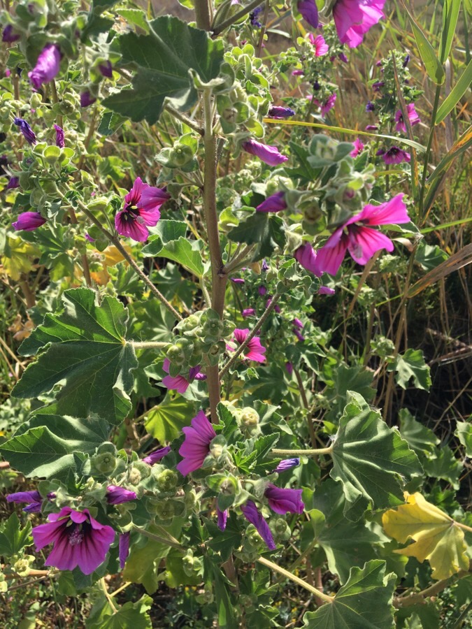 Annexe Malva 4 entera.JPG