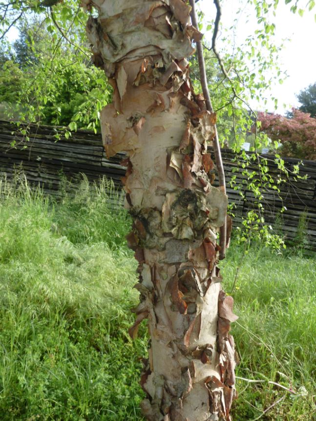 Annexe Betula negra le tronc ecorce.JPG