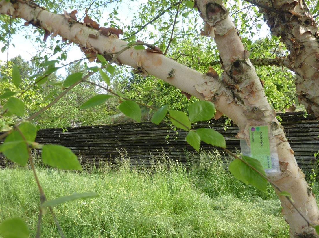 Annexe Betula nigra L. Les feuilles.JPG