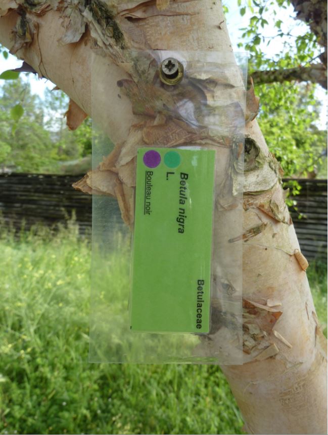 Annexe Betula nigra L..JPG