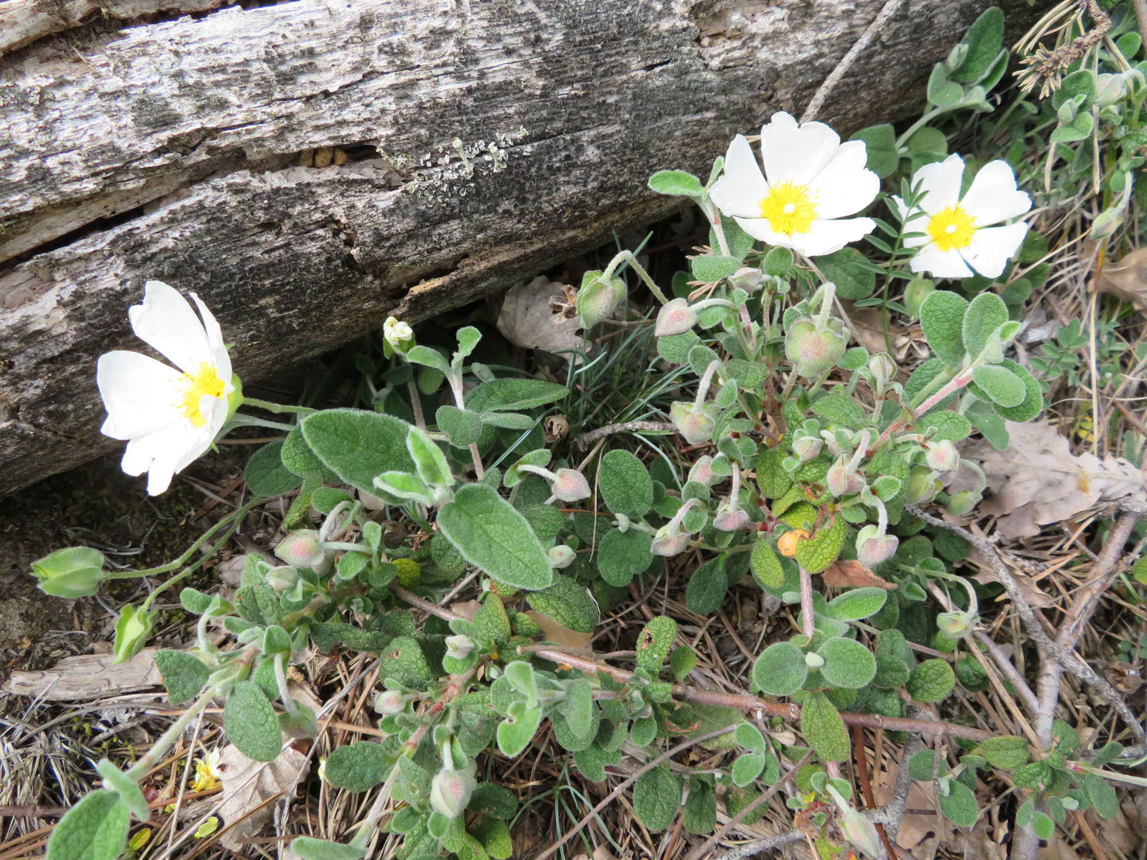 Annexe IMG_2599r.jpg