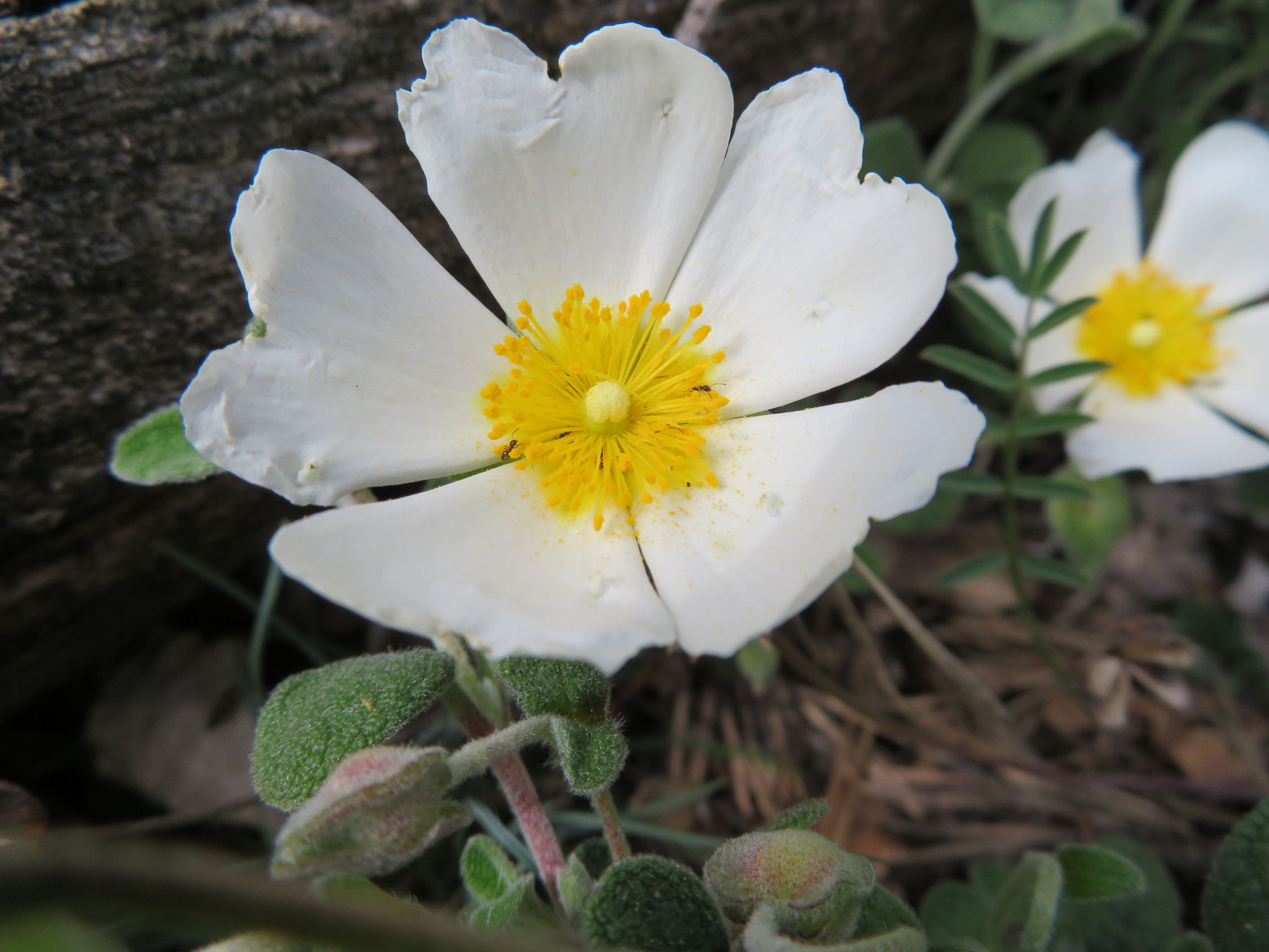 Annexe IMG_2600r.jpg