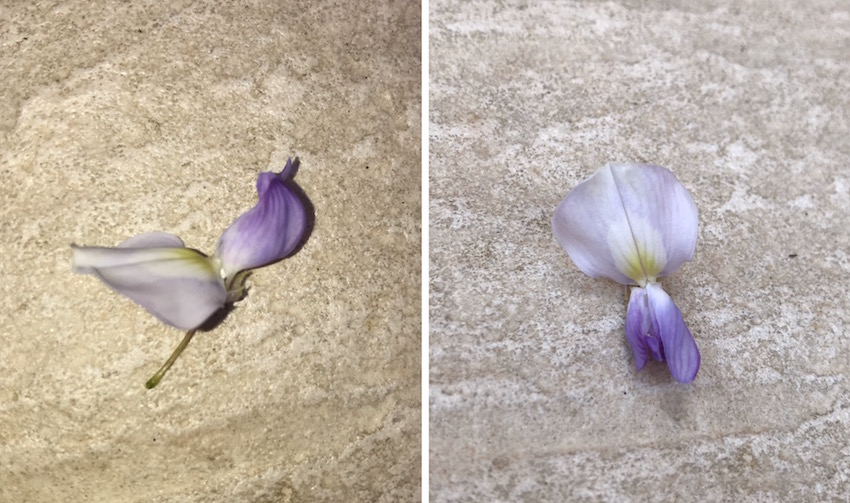 Annexe Wisteria - fleur .jpg