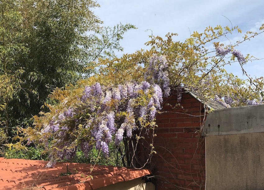 Annexe Wisteria - vue globale.jpg