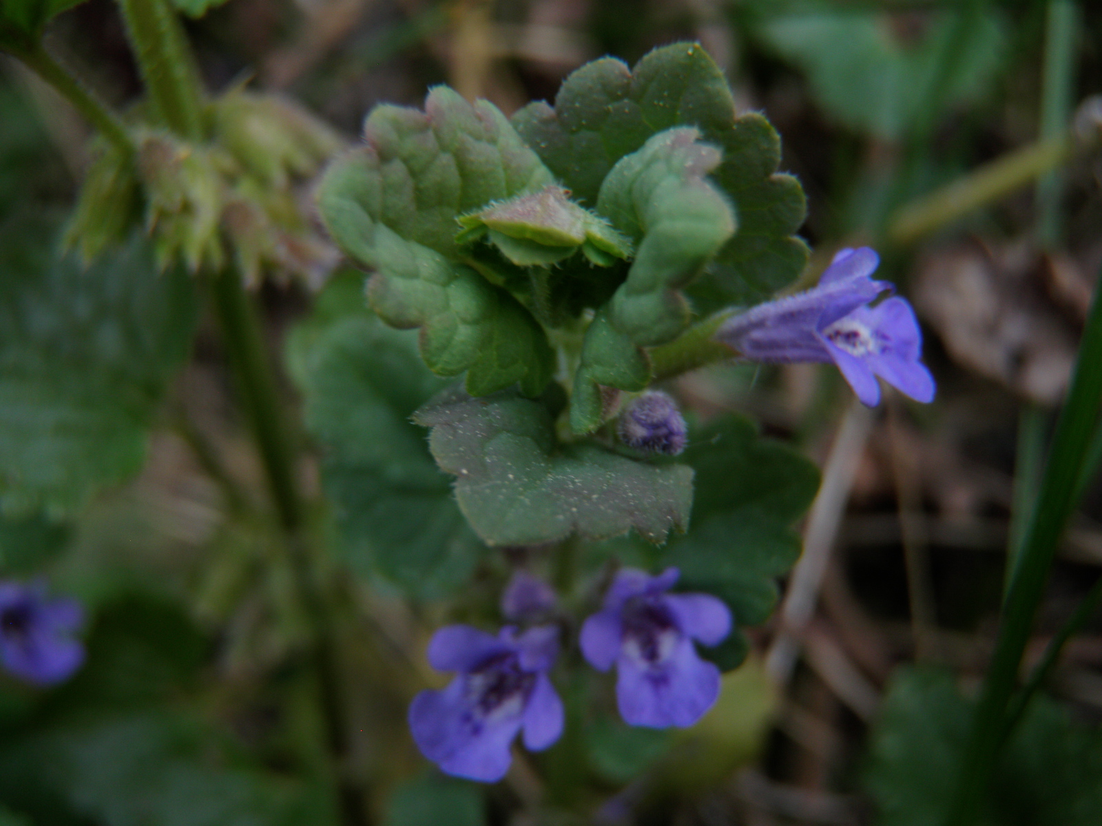 Annexe Glechoma hederacea L..JPG