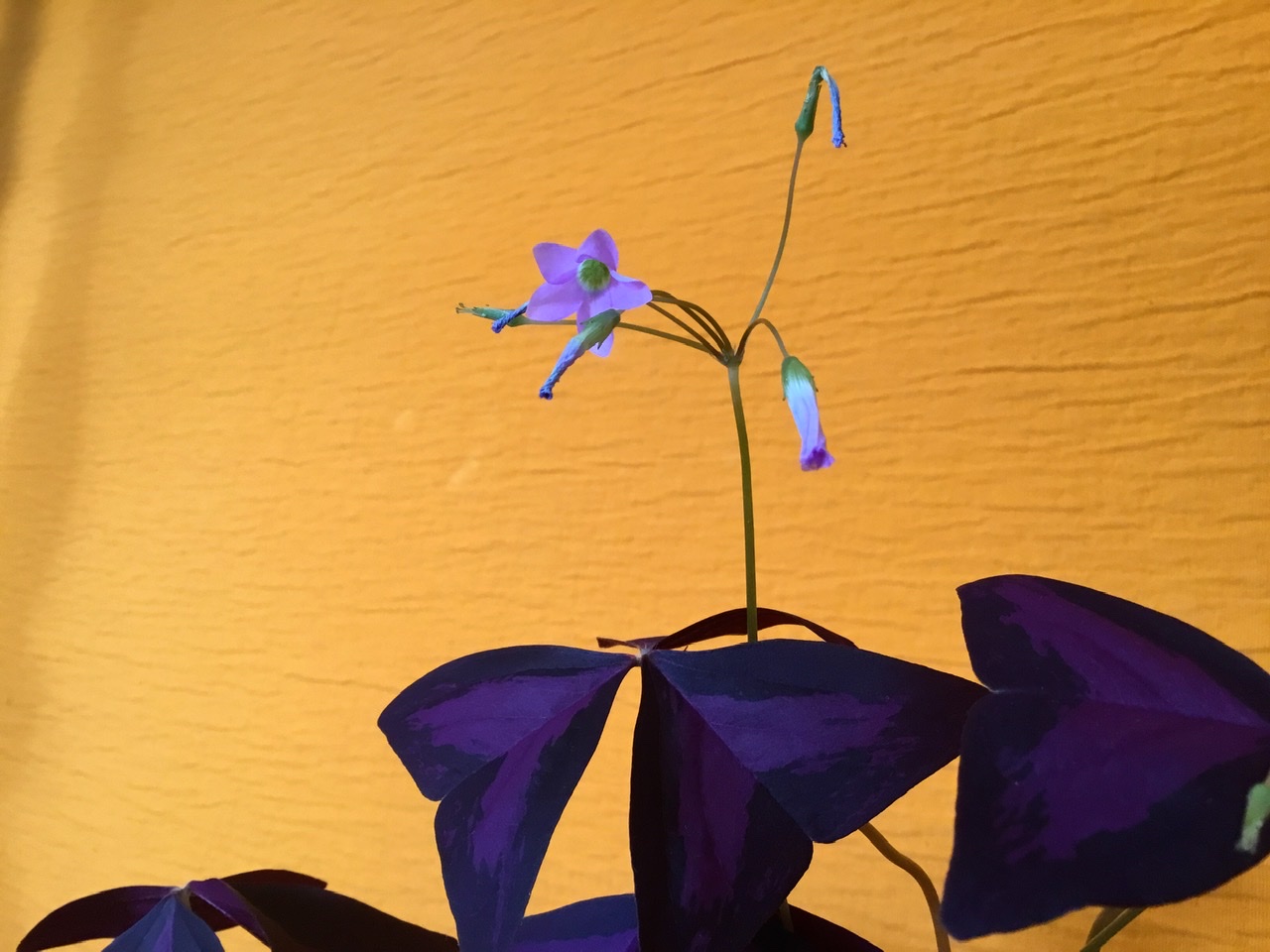 Annexe 1E672541-31EE-4CF7-87B8-51991B822CA2.jpeg