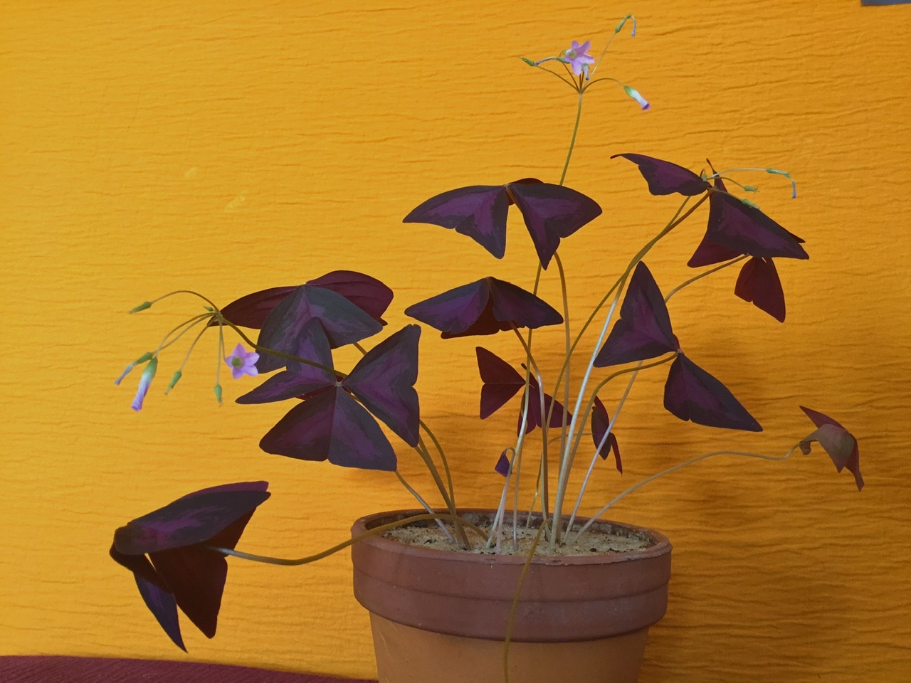 Annexe BEEFE1C4-9536-4625-AE71-AC94D69DEF7A.jpeg