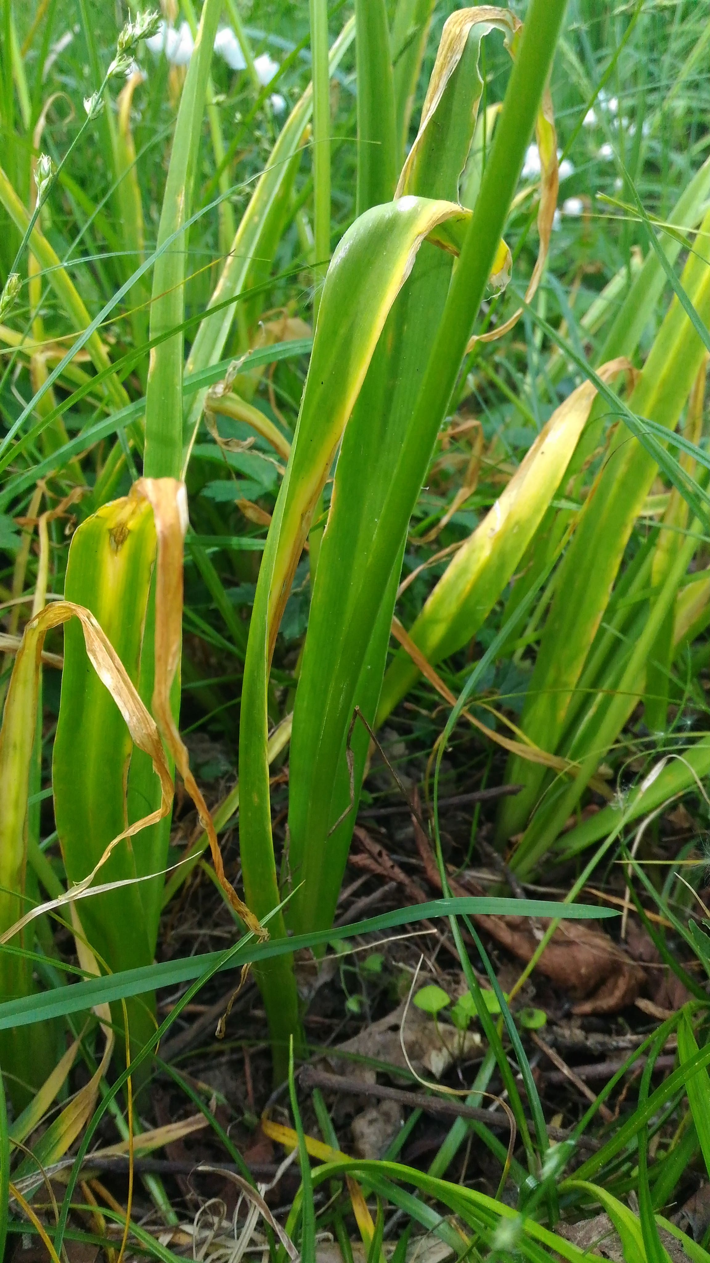 Annexe P_20200418_151405-min.jpg