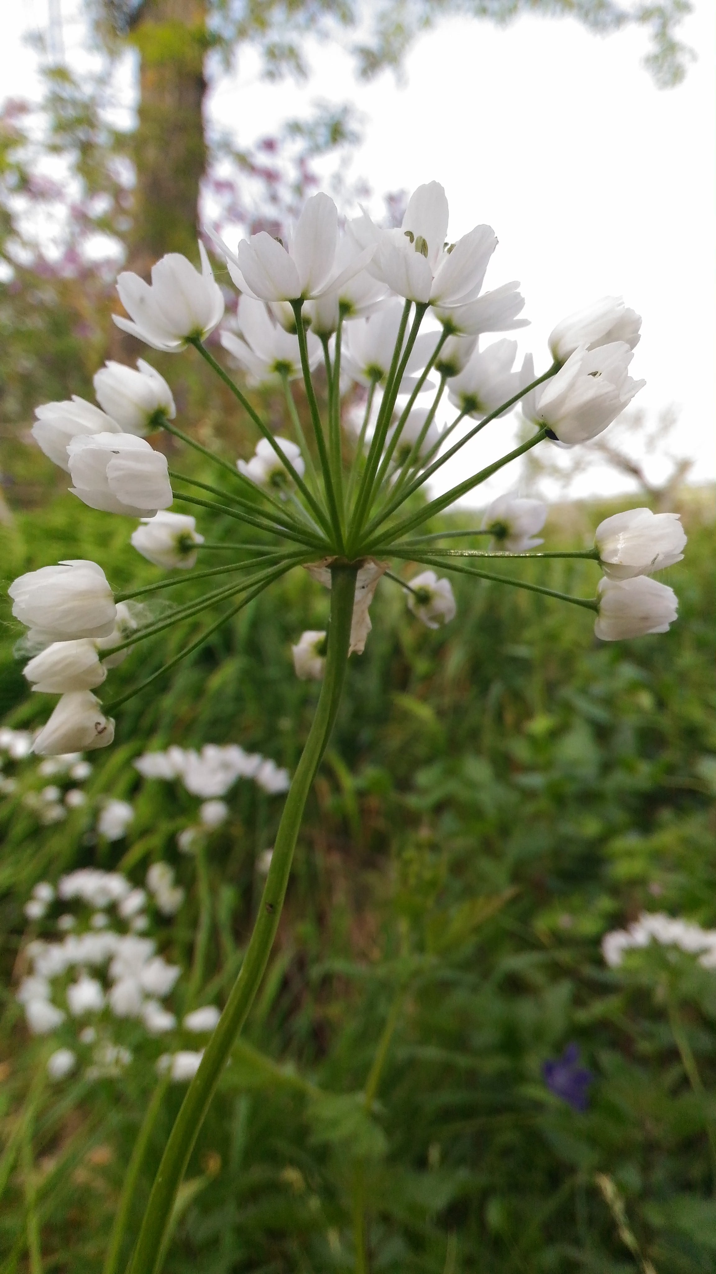 Annexe P_20200418_151438-min.jpg