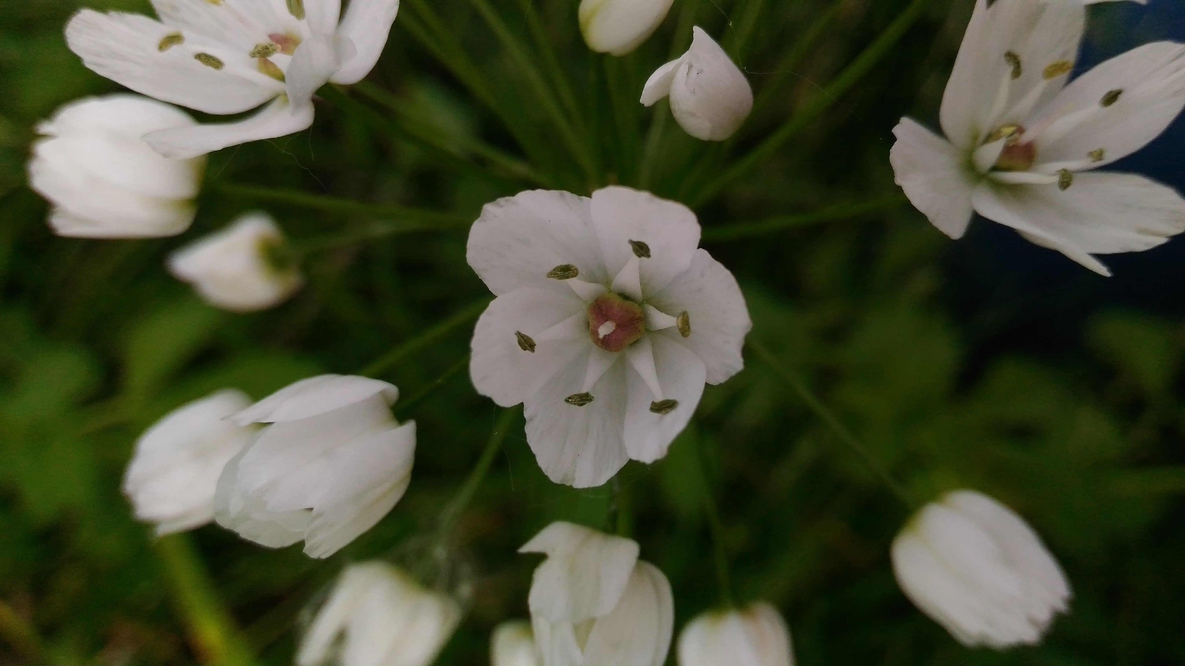 Annexe P_20200418_151518-min.jpg