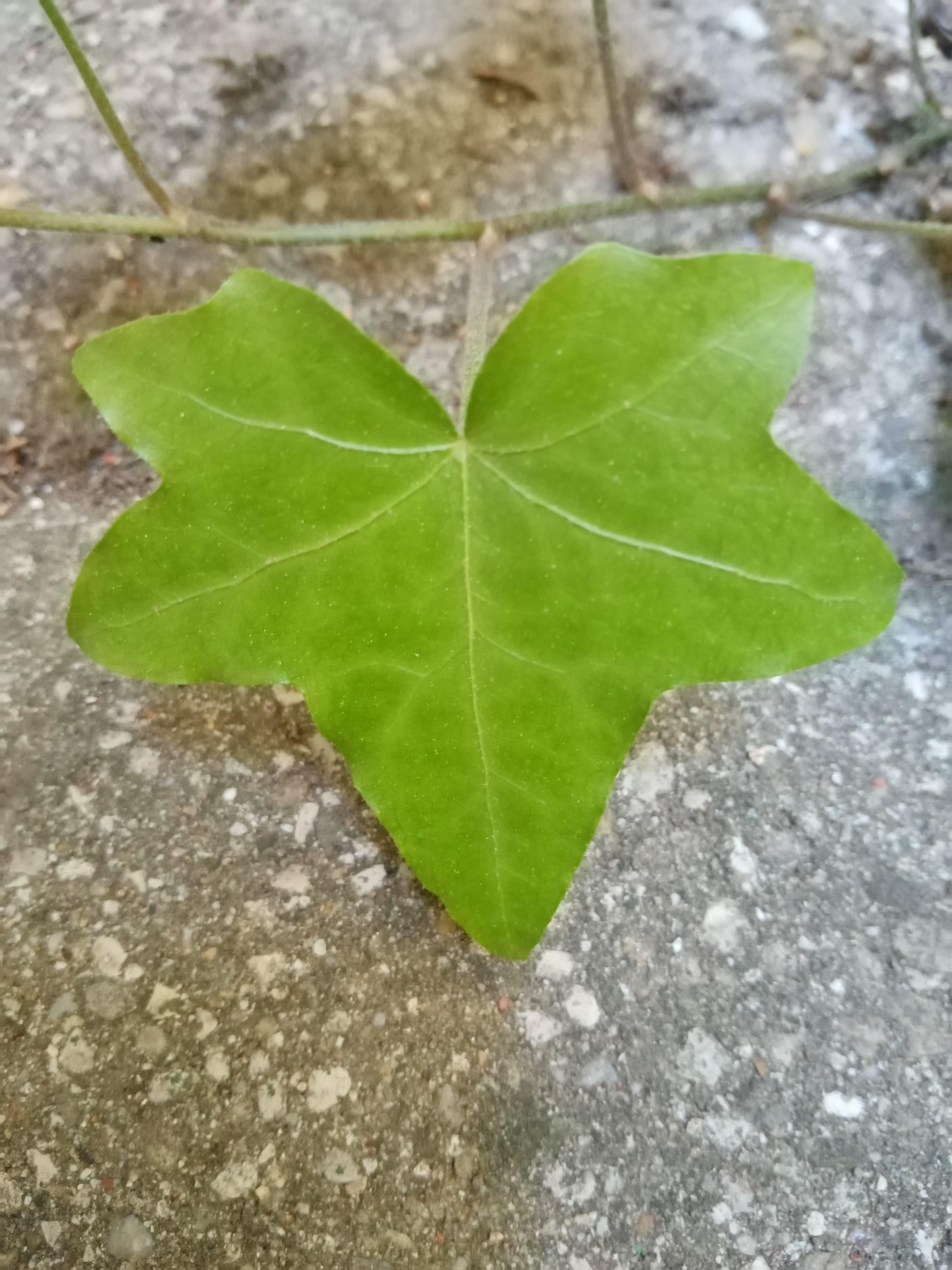 Annexe 93501318_228339041733178_897150292255047680_n-ConvertImage.jpg