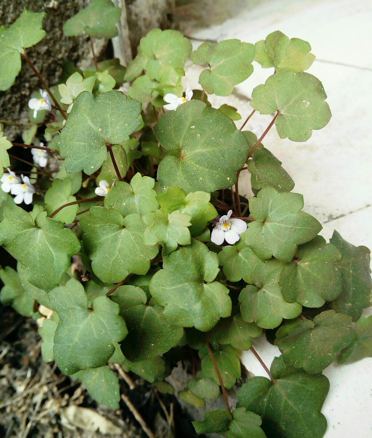 Annexe IMG_20200418_171851_102.jpg