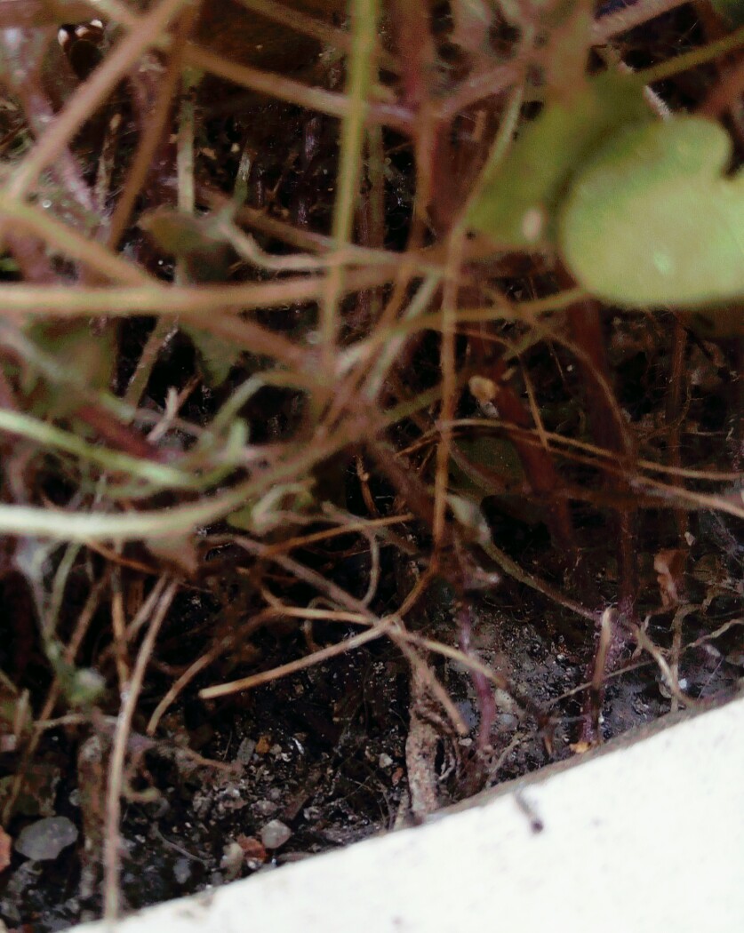 Annexe IMG_20200418_172454_589.jpg