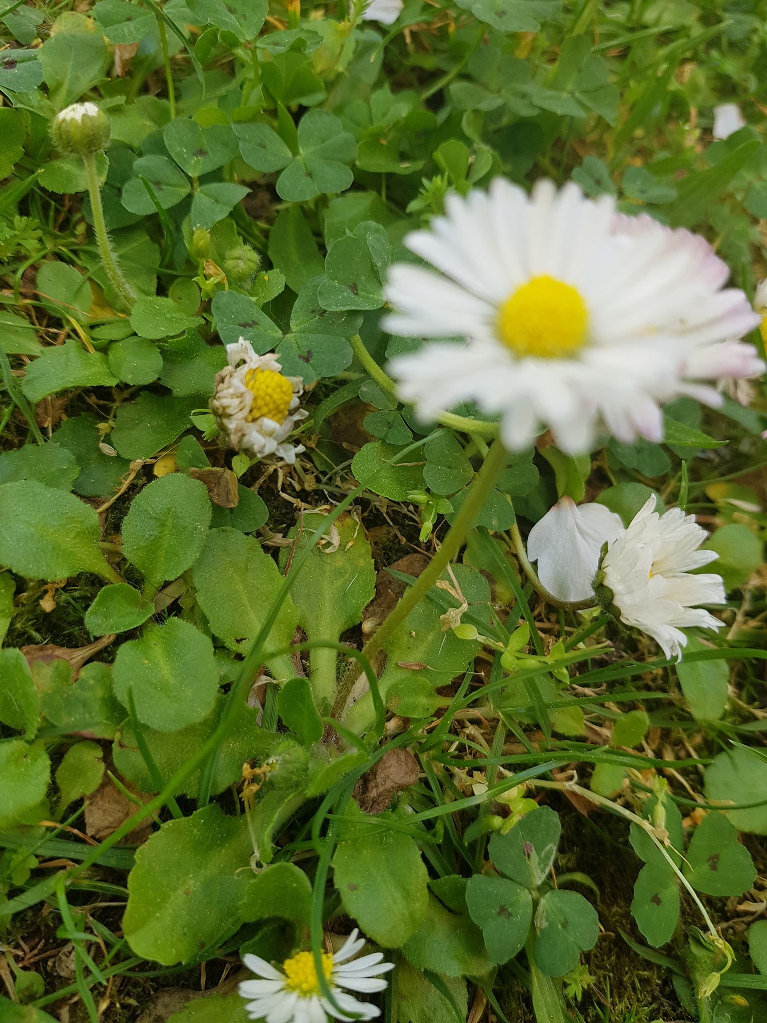 Annexe 93013514_214464863324831_8262050346172416000_n.jpg