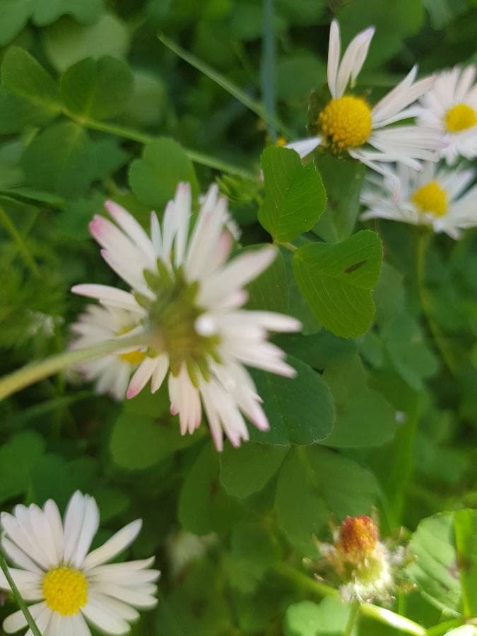 Annexe 93220124_545572336355542_315069579539775488_n.jpg