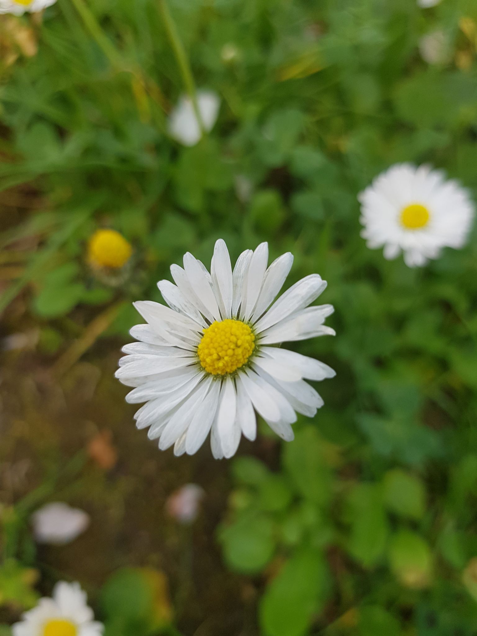 Annexe 93687163_242272577132470_5728476643232579584_n.jpg