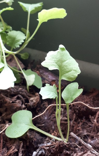 Annexe Graines mystere.jpg