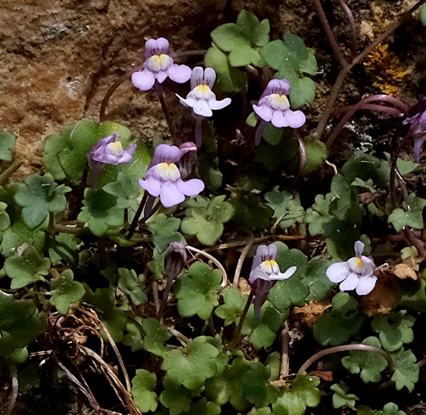 Annexe 1-Ruine de Rome- plante.jpg