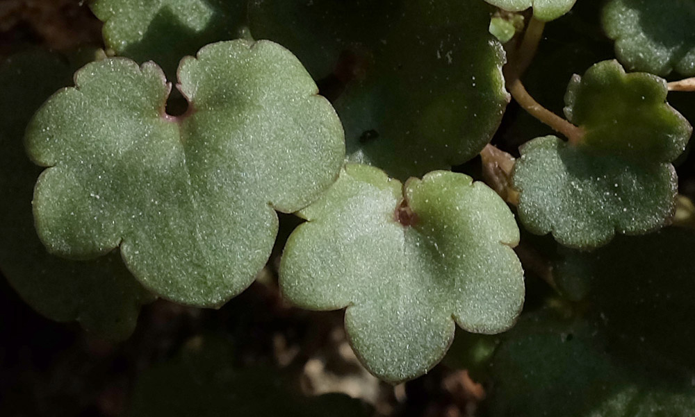 Annexe 2-Ruines de Rome- feuilles.jpg