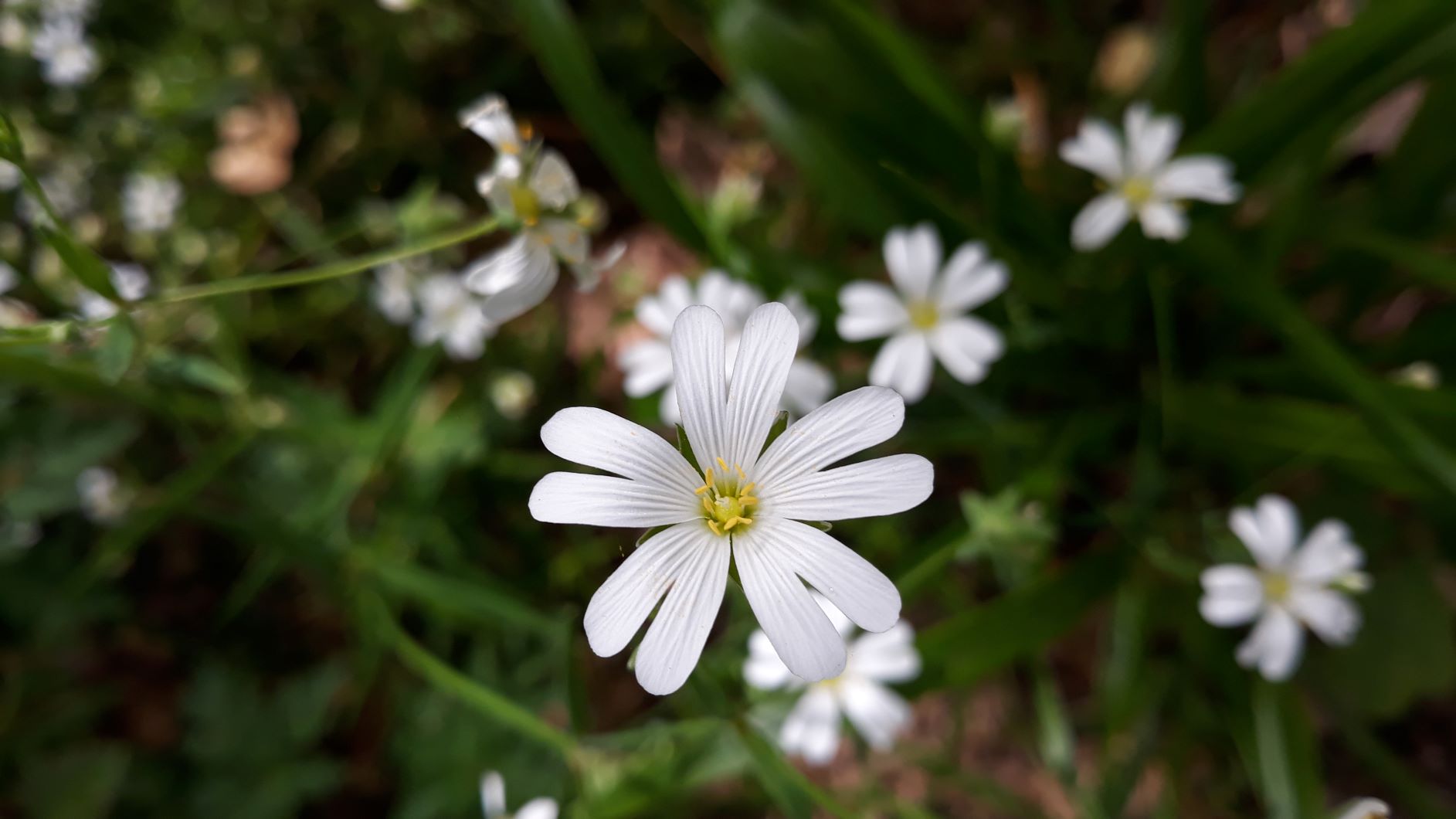 Annexe StellariaF.jpg