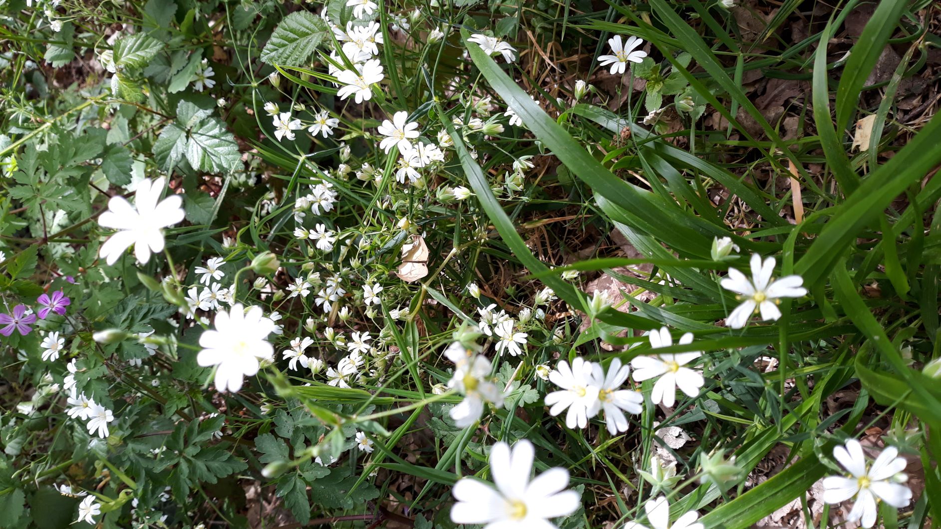 Annexe StellariaGroupe.jpg