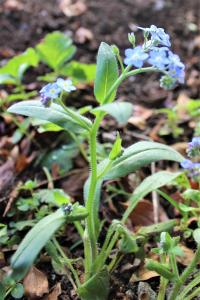 Annexe Plante_entière.jpg