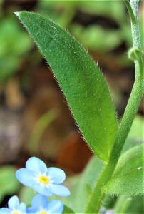 Annexe feuille_tige.jpg