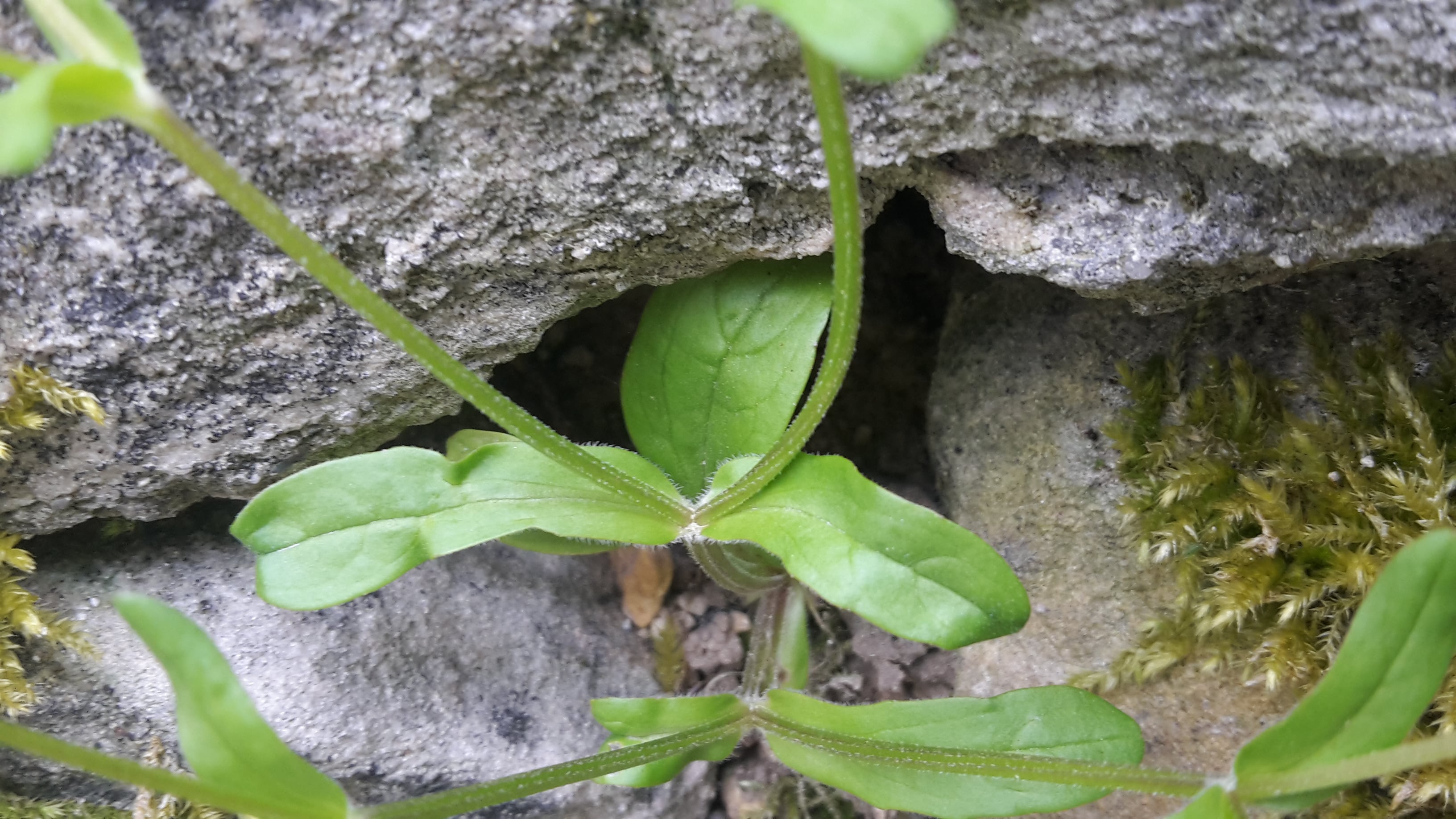 Annexe 20200418_174617-min.jpg