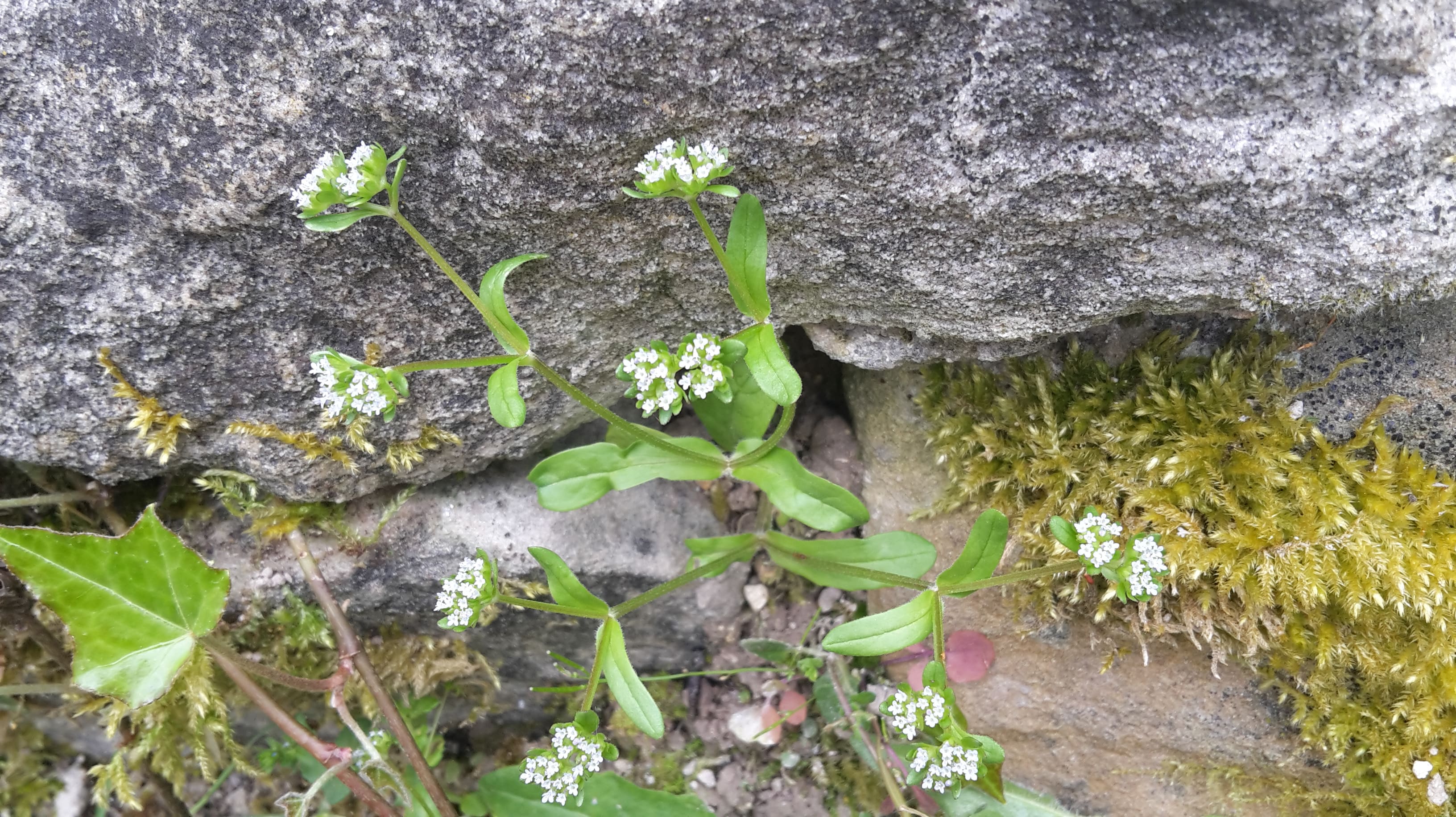 Annexe 20200418_174915-min.jpg