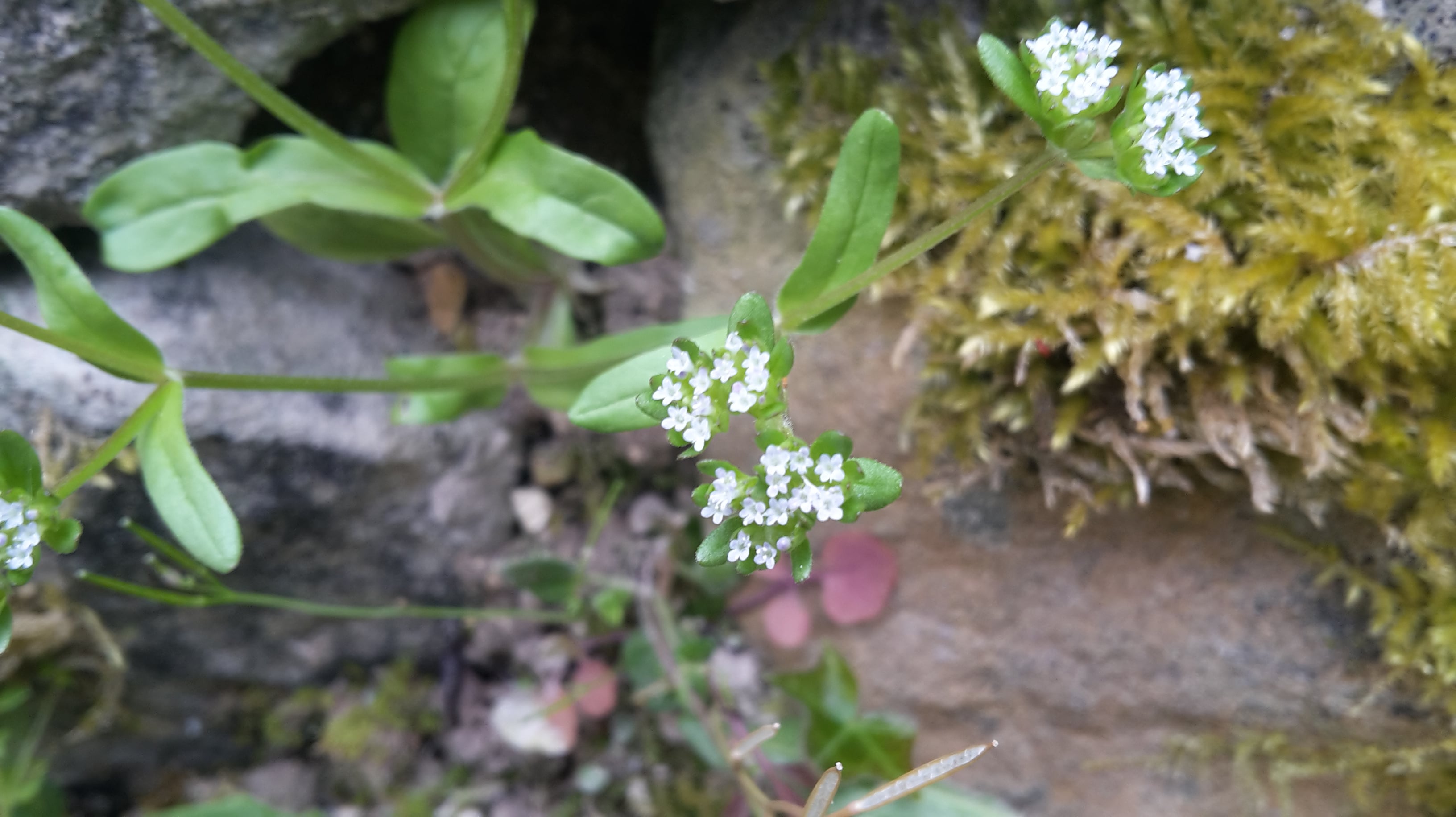 Annexe 20200418_174934-min.jpg