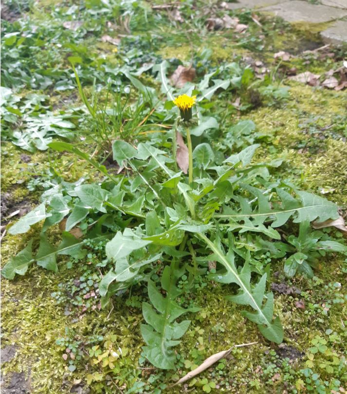 Annexe pissenlit ensemble vf.JPG