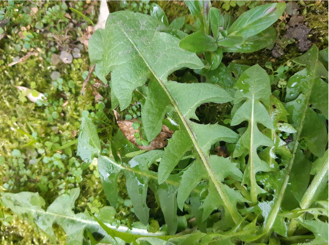 Annexe pissenlit feuilles vf.JPG