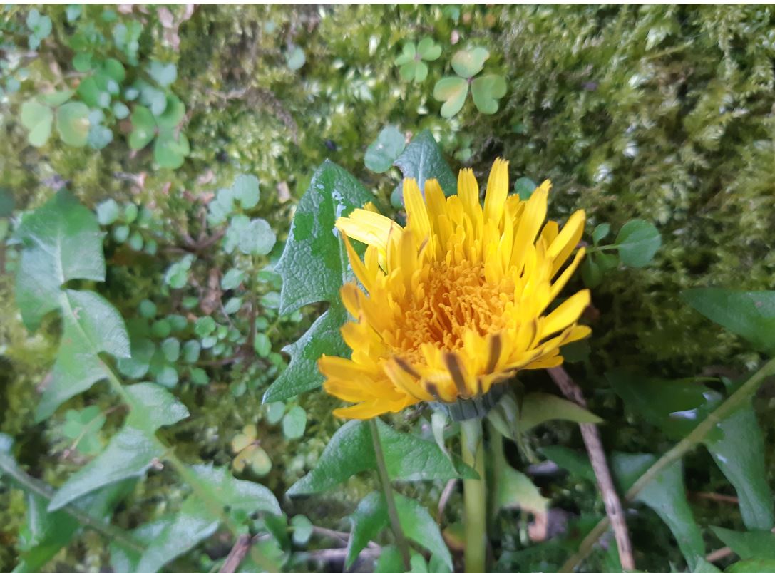 Annexe pissenlit fleurs vf.JPG