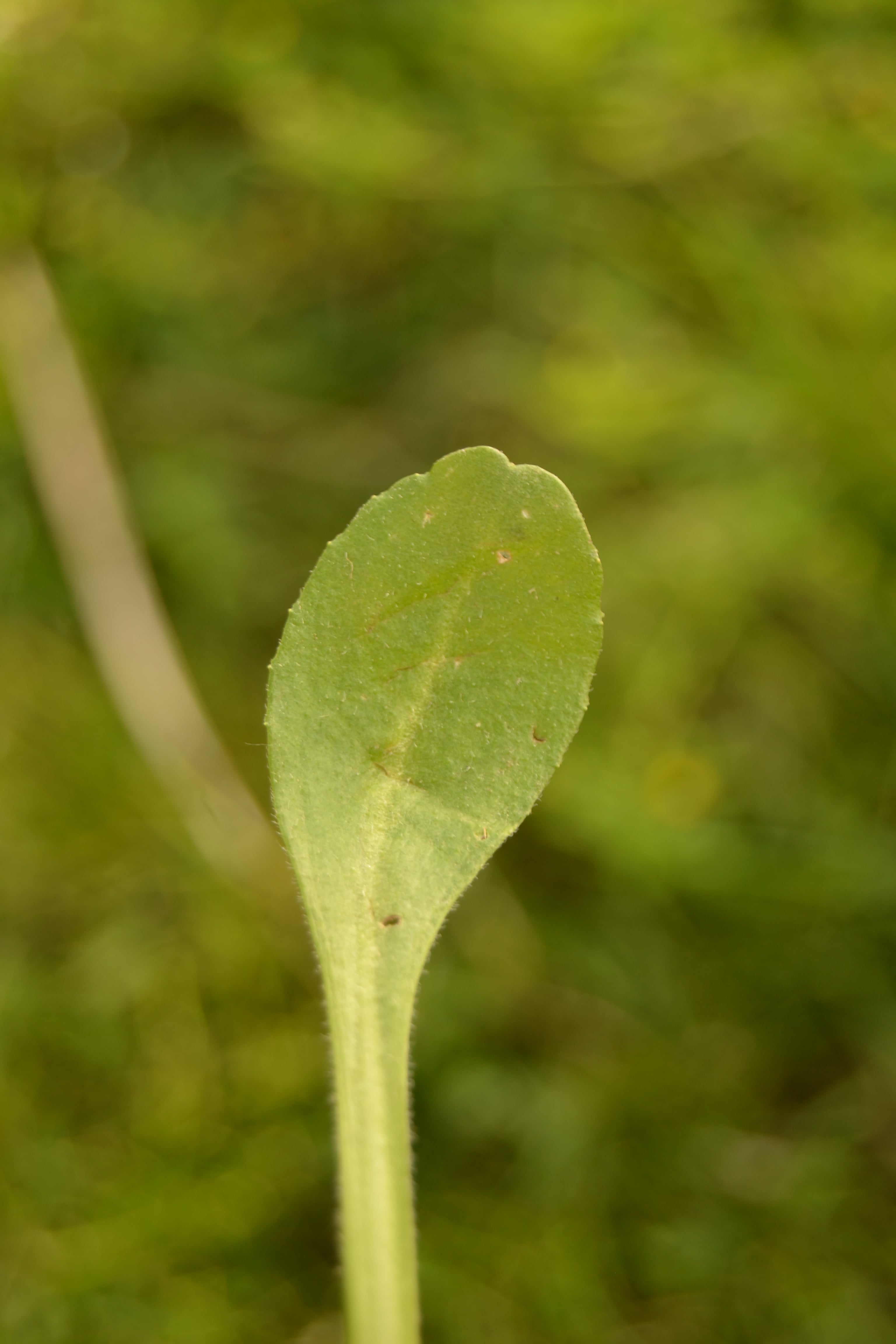 Annexe DSC_0904-min.JPG