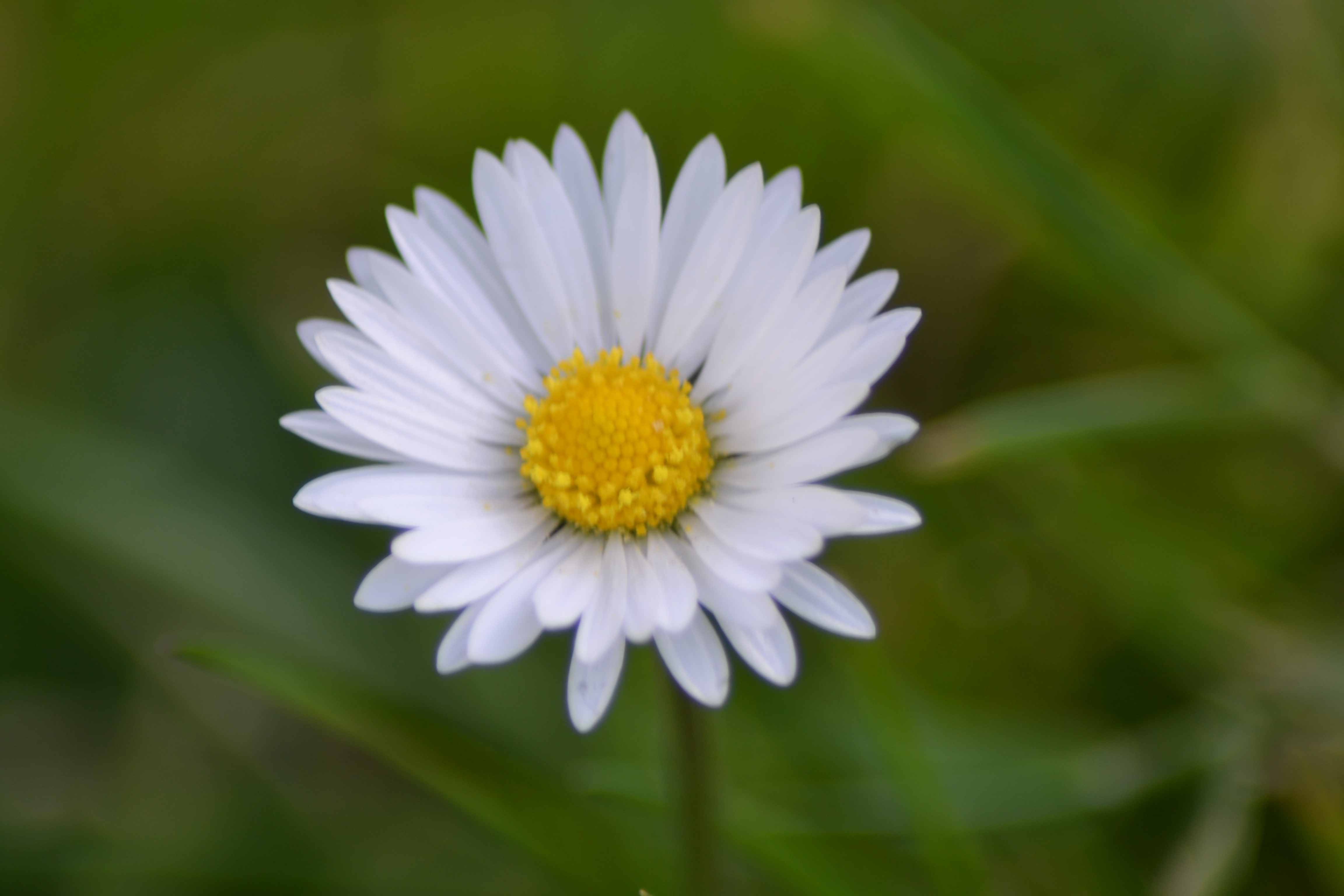 Annexe DSC_0913-min.JPG